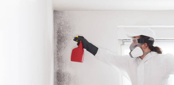 Mold Removal and Inspection in Somerset, KY