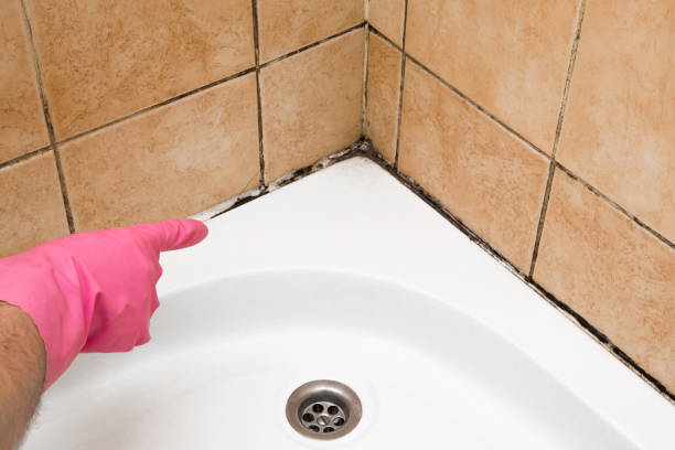 Mold Removal Process in Somerset, KY